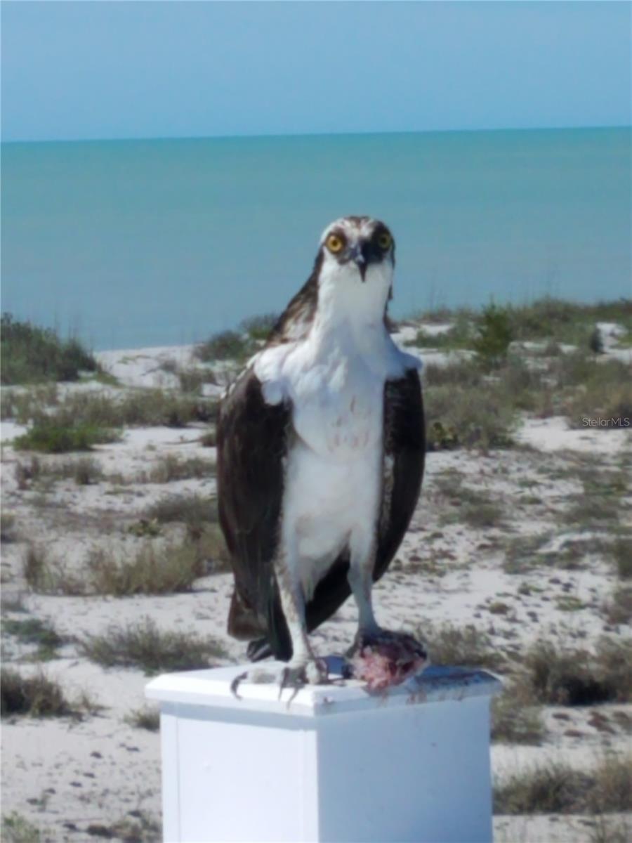 Osprey.