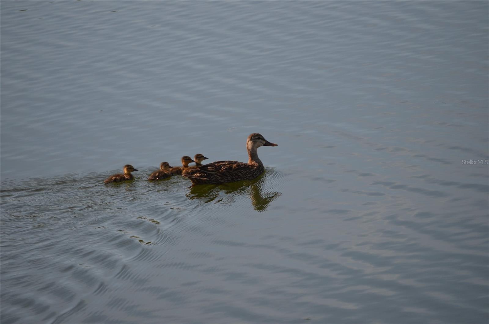 Wild Life seen on the private lake