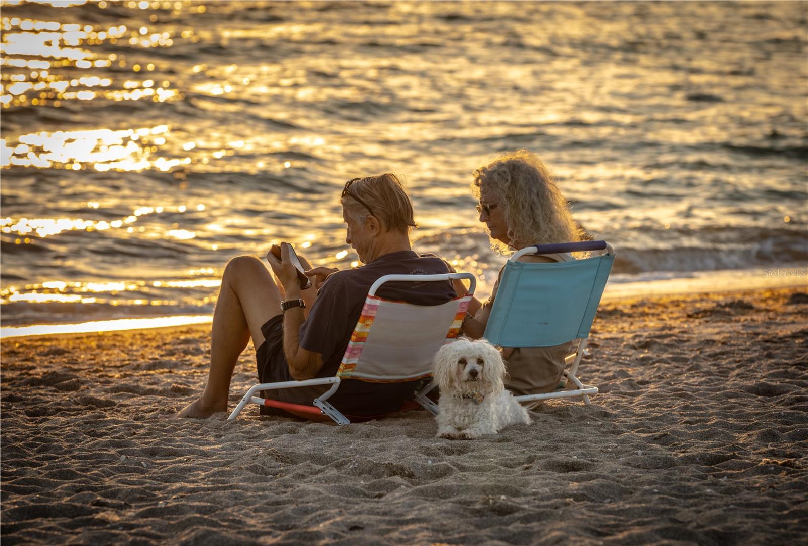 Venice dog beach at sunset