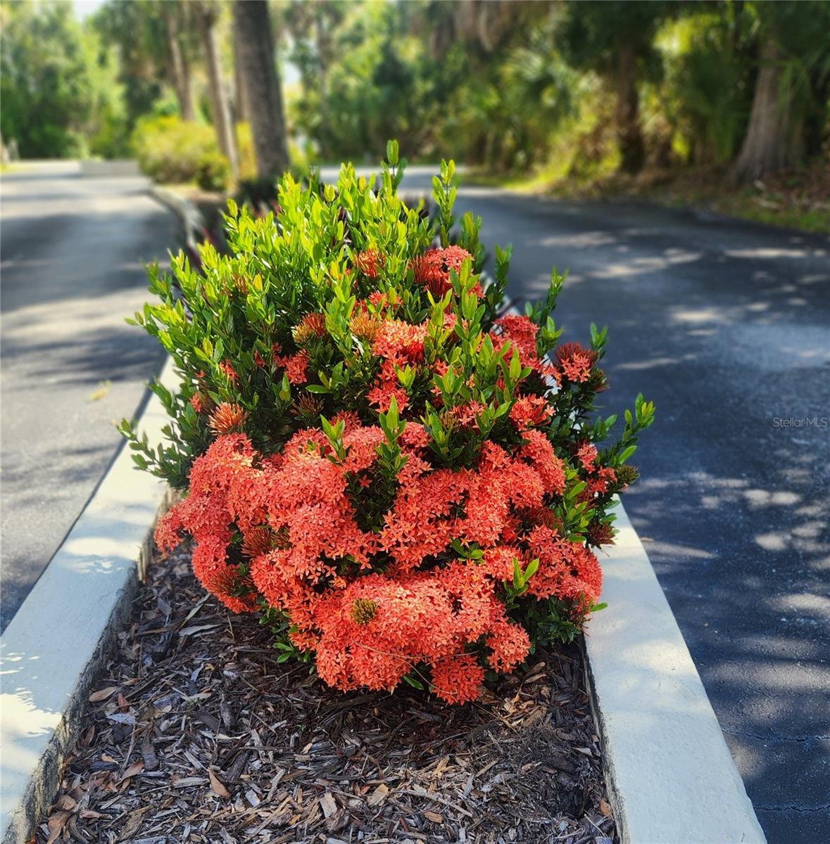 beautiful landscaping