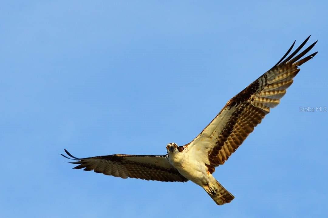 Osprey