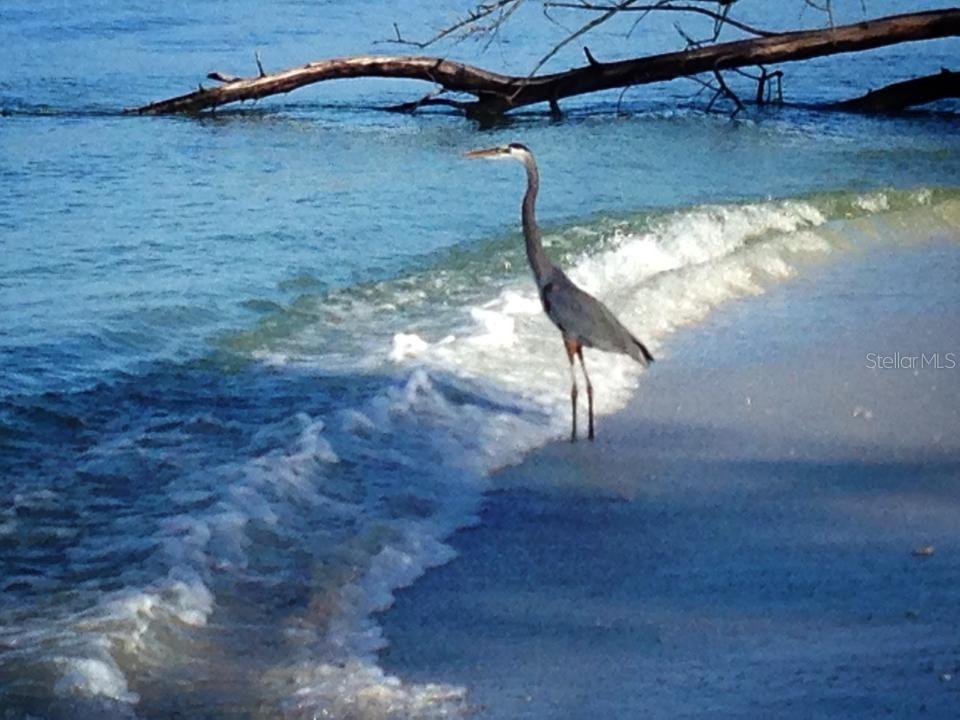 Heron