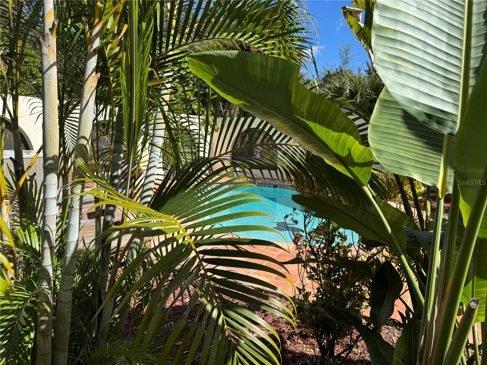Peeking Through the Tropical Foliage at Pool