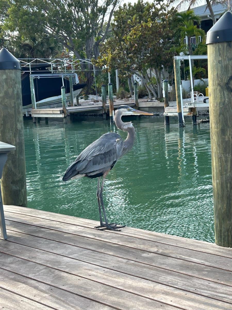 Wildlife