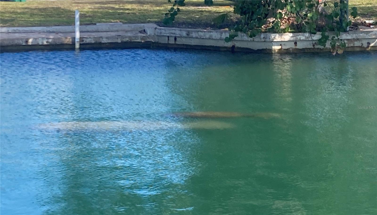 Manatees in canal