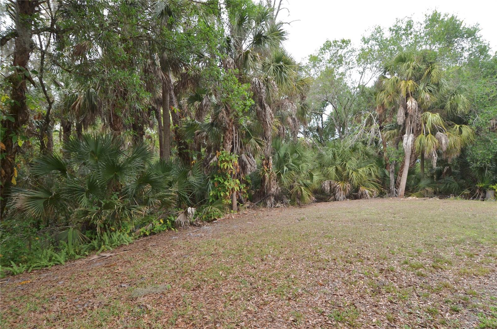 Backyard View