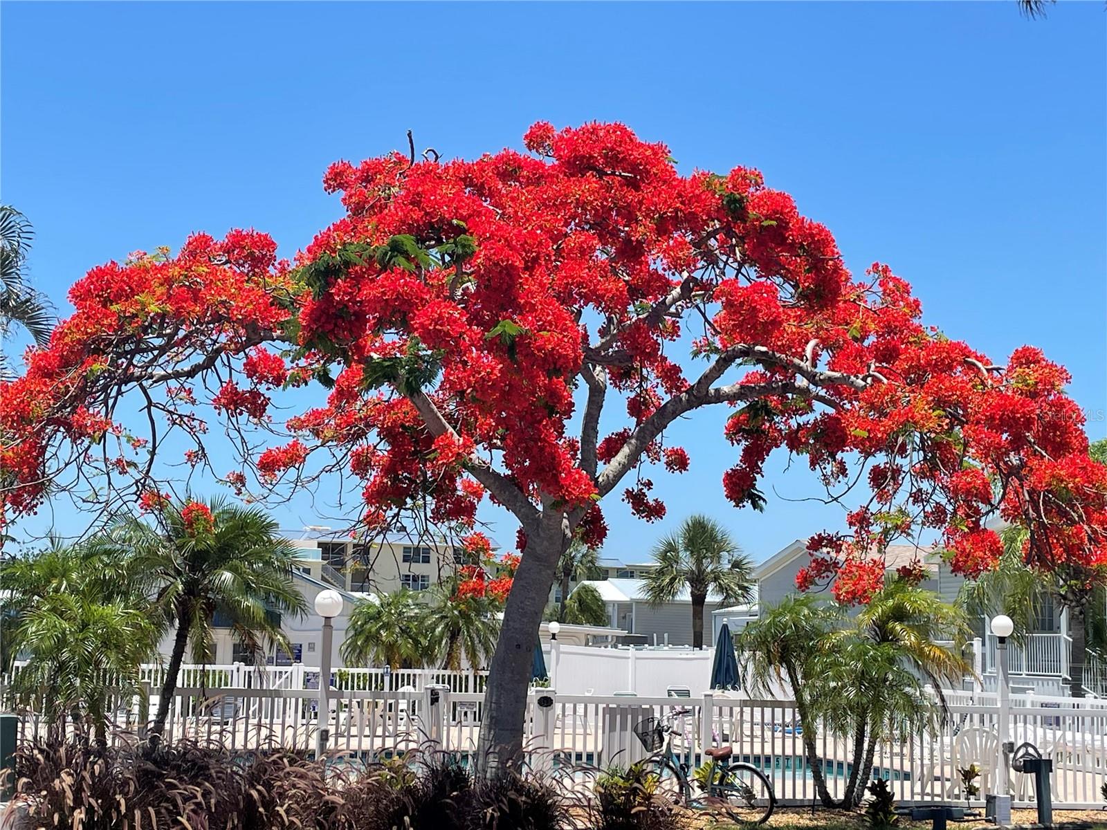 Royal Poinciana - in full bloom