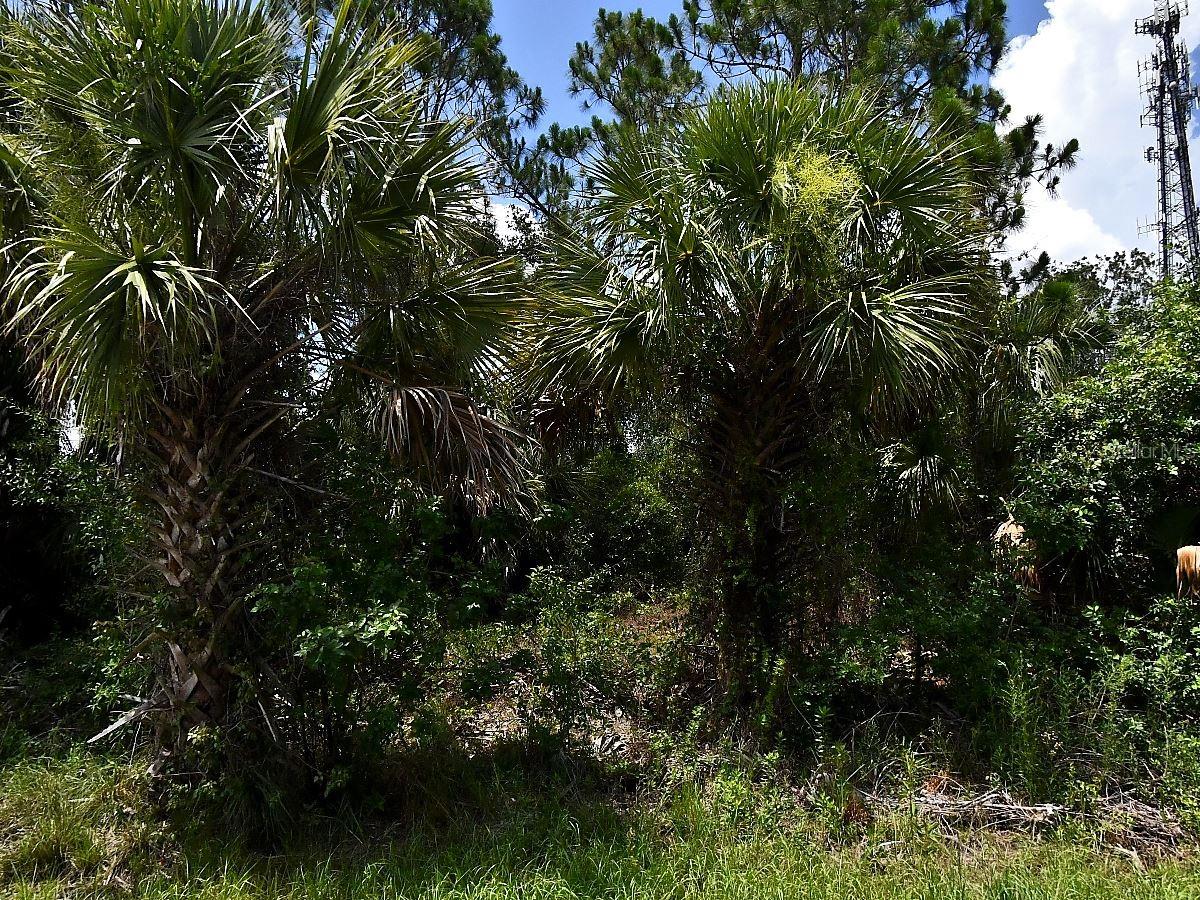 Sago Palm Rd, North Port, FL 34291 · MLS# O6414096 — photo 1 of 1