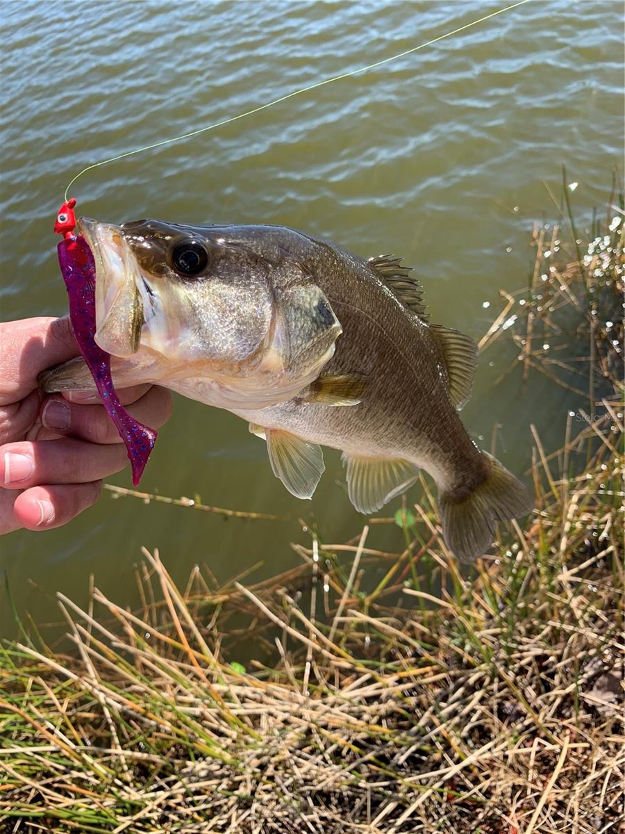 Another bass caught in the Calusa Creek lakes