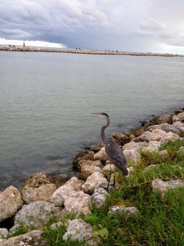 Gulf Harbor Marina is minutes to the Venice Inlet giving you convenient access to the Gulf Of Mexico