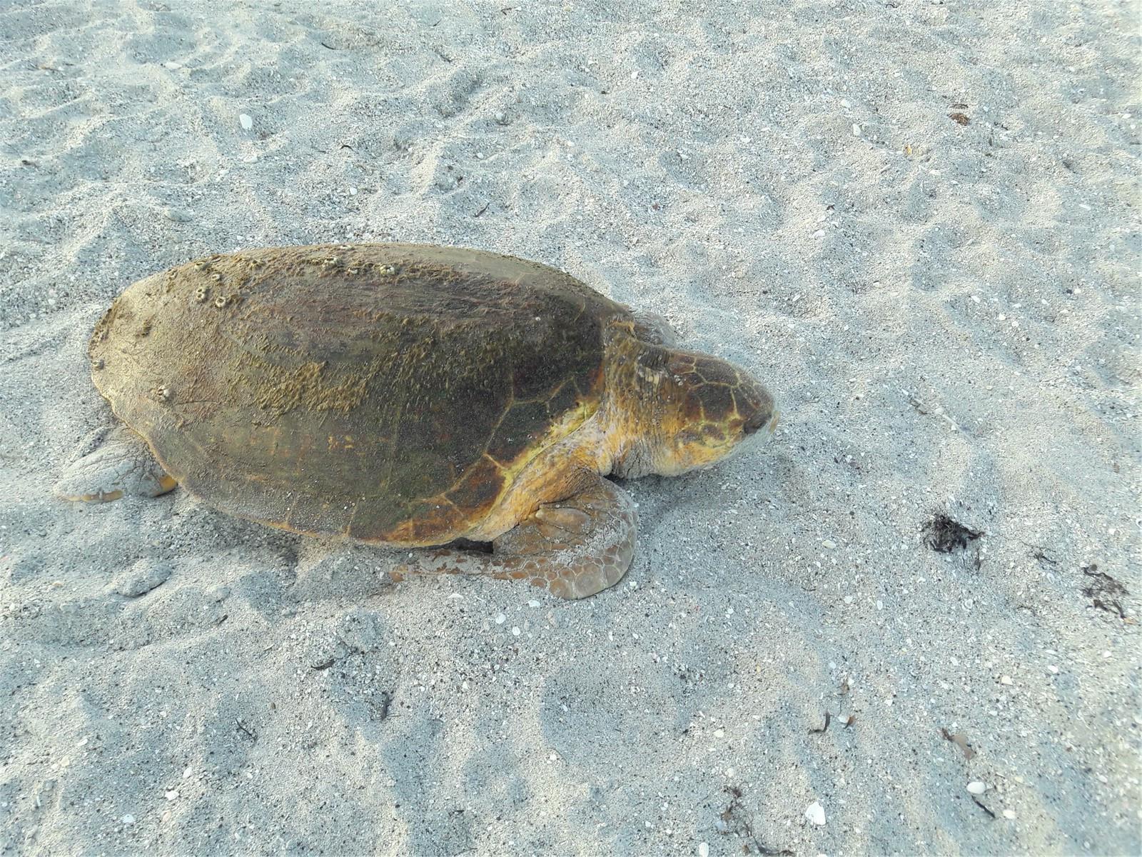 MOVING ALONG THE BEACH