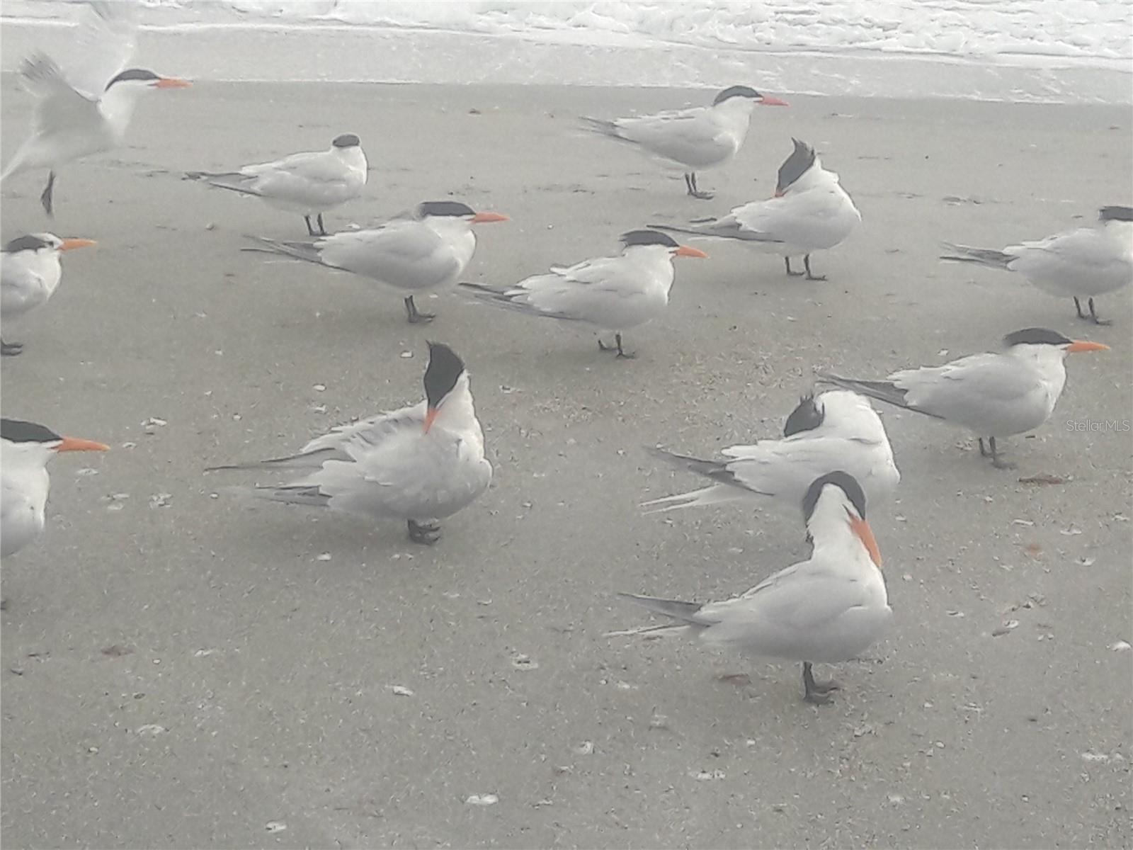 HANGING OUT ON THE BEACH