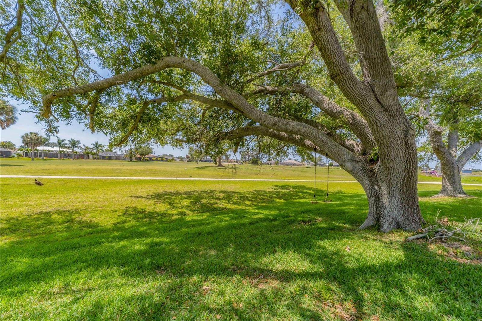 Large shade tree