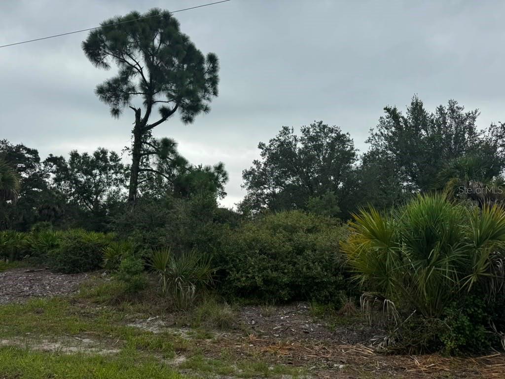 Beautiful vegetation