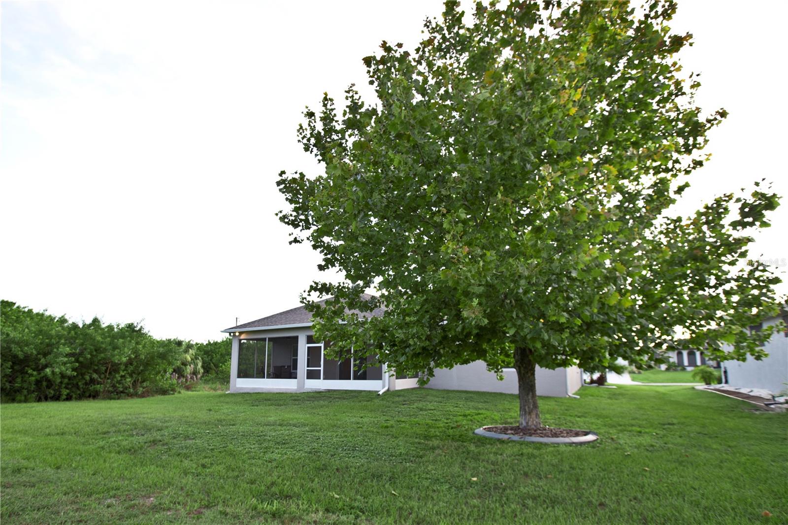 Shade tree